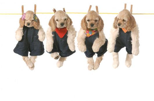 Litter Puppies