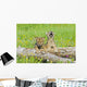 Baby Wolf Cubs Near Their Den Wall Mural