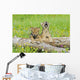 Baby Wolf Cubs Near Their Den Wall Mural