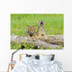 Baby Wolf Cubs Near Their Den Wall Mural