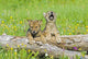 Baby Wolf Cubs Near Their Den Wall Mural