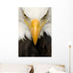 American Bald Eagle Face Wall Decal