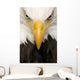 American Bald Eagle Face Wall Decal