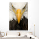American Bald Eagle Face Wall Decal