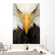 American Bald Eagle Face Wall Decal