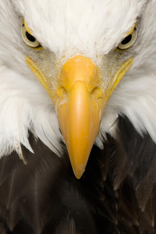 American Bald Eagle Face Wall Decal -  – Wallmonkeys