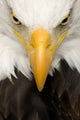 American Bald Eagle Face Wall Decal