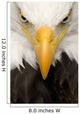 American Bald Eagle Face Wall Decal