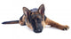 Puppy German Shepherd Wall Decal
