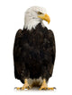 American Bald Eagle Wall Decal