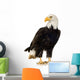 Bald Eagle (22 years) - Haliaeetus leucocephalus Wall Decal