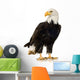 Bald Eagle (22 years) - Haliaeetus leucocephalus Wall Decal