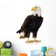 Bald Eagle (22 years) - Haliaeetus leucocephalus Wall Decal