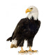 Bald Eagle (22 years) - Haliaeetus leucocephalus Wall Decal
