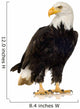 Bald Eagle (22 years) - Haliaeetus leucocephalus Wall Decal