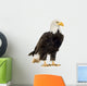 Bald Eagle (22 years) - Haliaeetus leucocephalus Wall Decal