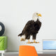 Bald Eagle (22 years) - Haliaeetus leucocephalus Wall Decal