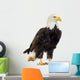 Bald Eagle (22 years) - Haliaeetus leucocephalus Wall Decal