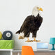 Bald Eagle (22 years) - Haliaeetus leucocephalus Wall Decal