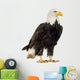 Bald Eagle (22 years) - Haliaeetus leucocephalus Wall Decal