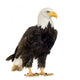 Bald Eagle (22 years) - Haliaeetus leucocephalus Wall Decal
