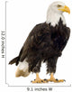 Bald Eagle (22 years) - Haliaeetus leucocephalus Wall Decal