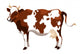 Cow1 Wall Decal
