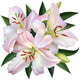 White Lily Wall Decal