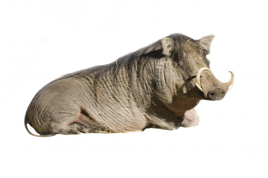 African Wart Hog Resting Wall Decal