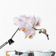 white orchid branch Wall Decal