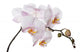 white orchid branch Wall Decal