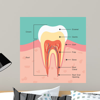 Tooth Anatomy Wall Mural shown on a wall