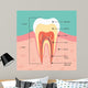 Tooth Anatomy Wall Mural
