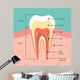 Tooth Anatomy Wall Mural