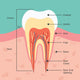 Tooth Anatomy Wall Mural