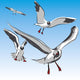 Seagull Wall Mural