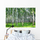 Beautiful Summer Birch Grove