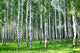 Beautiful Summer Birch Grove