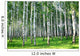 Beautiful Summer Birch Grove