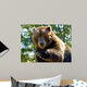 Up Big Bear Wall Mural