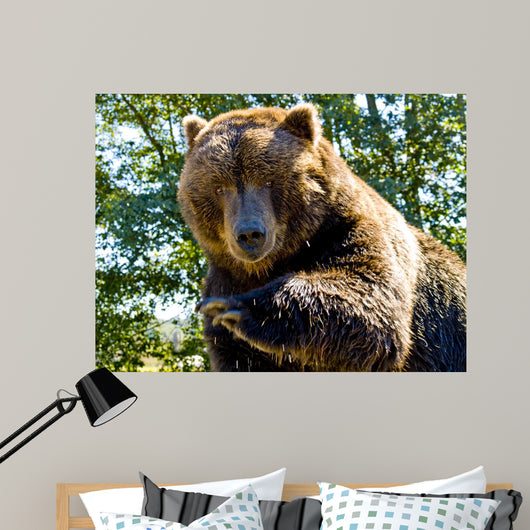 Up Big Bear Wall Mural