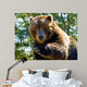 Up Big Bear Wall Mural