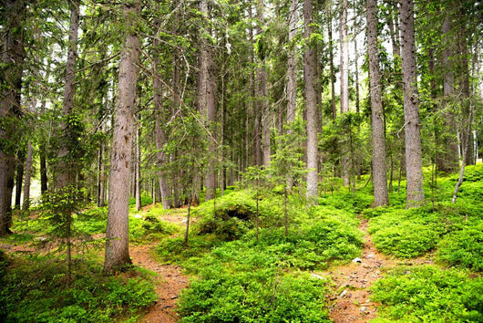 Path Woods