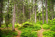 Path Woods