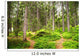 Path Woods