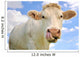 Humorous Portrait Cow