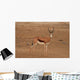 A Springbok ram (Antidorcas marsupialis) Wall Mural