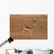 A Springbok ram (Antidorcas marsupialis) Wall Mural