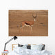 A Springbok ram (Antidorcas marsupialis) Wall Mural