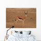 A Springbok ram (Antidorcas marsupialis) Wall Mural